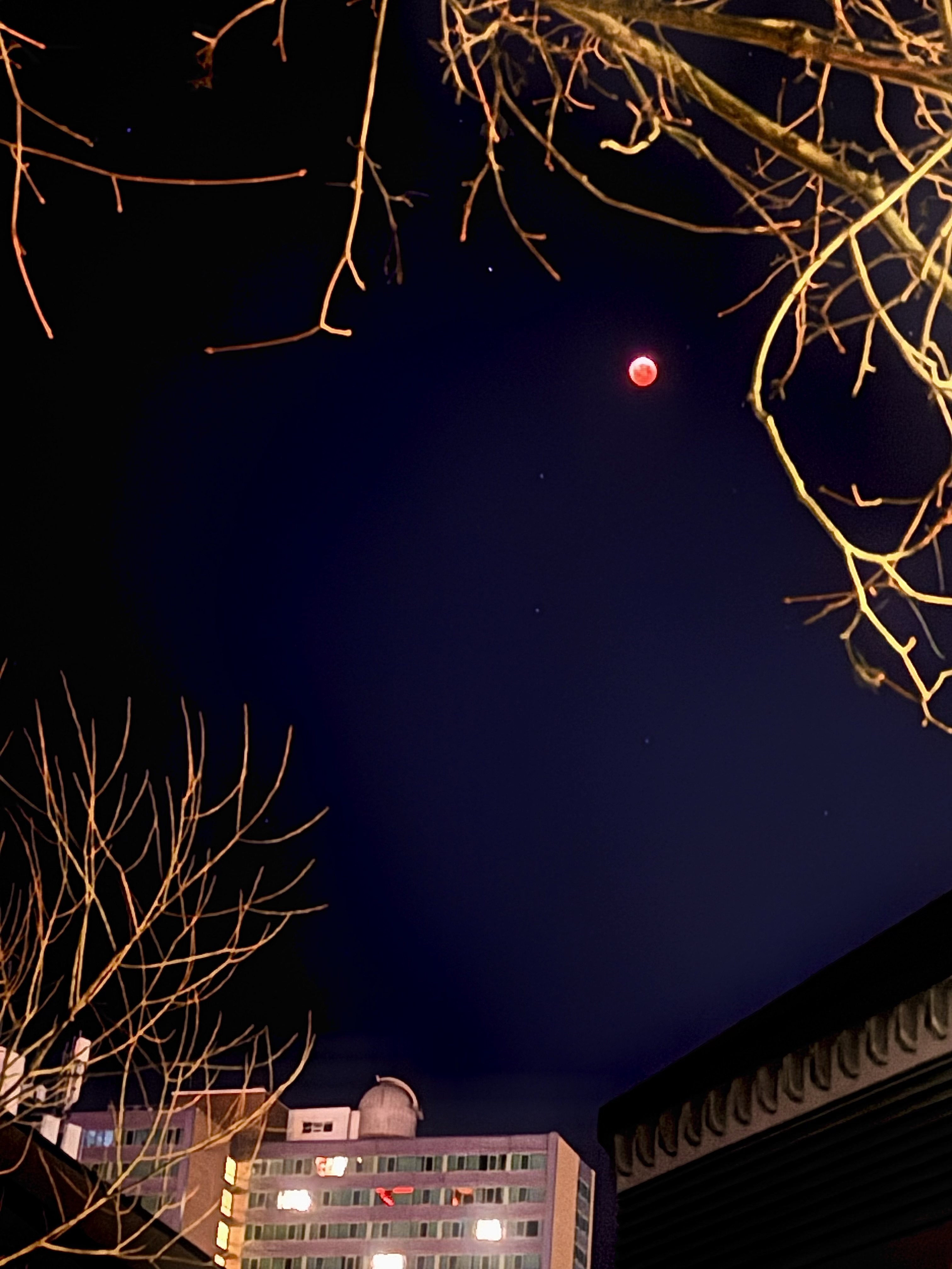 Image of the lunar eclipse in the dark clear sky behind tree branches above the Burke-Gaffney Observatory